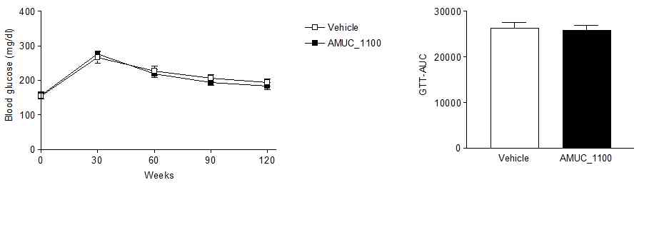 AK 균주 유래 단백질 Amuc_1100의 투여에 따른 내당능장애 개선 효과