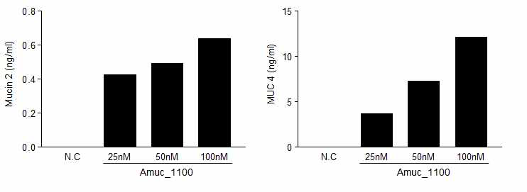 Amuc_1100의 처리에 따른 mucin의 분비량 비교