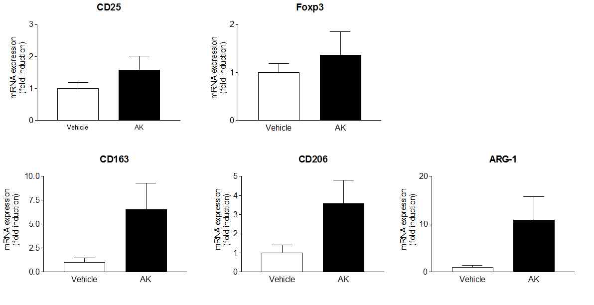 AK 투여에 의한 조절 T 세포와 M2 대식세포의 마커 유전자 발현량 비교
