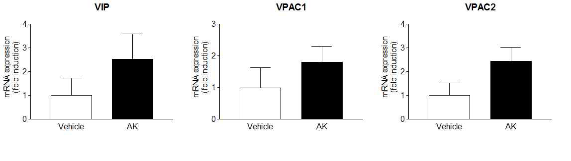 AK 투여에 의한 VIP, VPAC1, VPAC2의 유전자 발현량 비교