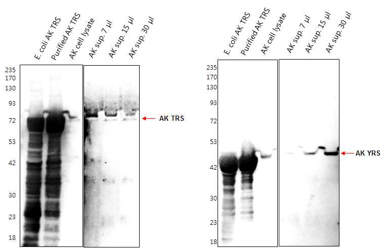 AK 유래 AARS 단백질 항체 제작 및 세포밖 분비 확인