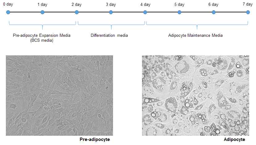 마우스 유래 지방세포 3T3-L1 분화