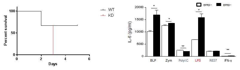 패혈증 모델에서의 EPRS 마우스 생존율 및 골수 대식세포의 IL-6 분비능 비교 분석