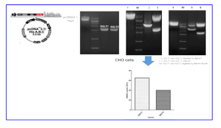 CHO 세포에서 SGLT1 및 SGLT2의 클로닝 및 형질 감염