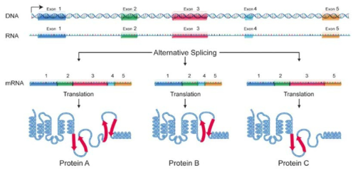 Alternative pre-mRNA splicing 조절 메커니즘