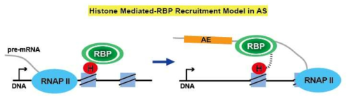 RNA 결합 단백질과 histone modification의 상호작용이 AS 조절 메커니즘에 미치는 영향. DNA; chromosomal DNA, H; histone modification, RNAP II; RNA-polymerase II, RBP; RNA 결합단백질, AE; alternative exon, AS; alternative pre-mRNA splicing
