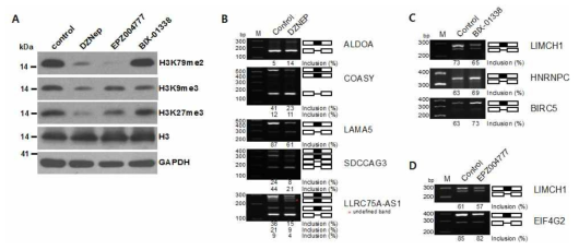 HMTI 처리에 따른 AS 변화 확인. 5uM DZNep, EPZ004777，BIX-01338을 HeLa 세포에 72시간 동안 처리한 후 항체를 이용하여 히스톤 단백질 변형 저해를 확인함(A). DZNep(B), BIX-01338(C), EPZ003777(D)를 HeLa 세포에 (A) 실험방법 대로 처리한 후 RNA-seq을 통해 확인된 특정 AS event를 RT-PCR을 통해 확인
