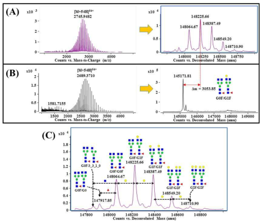 A) 당백질 전분자량 측정 및 deconvolution 결과, B) 당단백질 탈당화 후 단백질 분자량 측정결과, C) 분자량의 차이를 이용한 Trastuzumab의 당사슬 프로파일링 결과