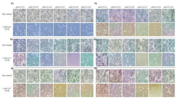 spRRV-P2-CDs/sRRVgp-P1-GFP 약물 감수성 확인