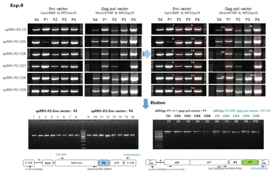 spRRV-P2-CDs/sRRVgp-P1-GFP 재조합 변이 확인