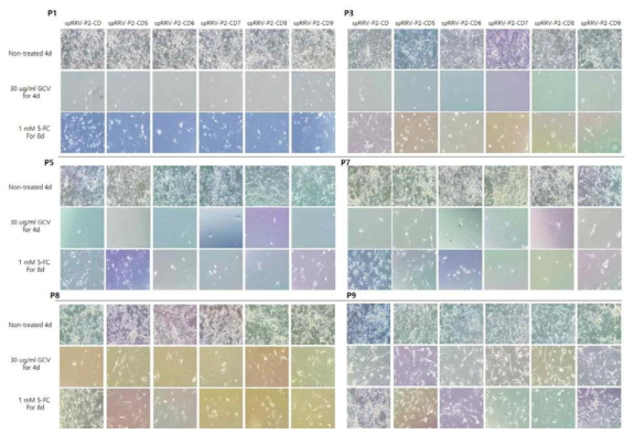 spRRV-P2-CDs/sRRVgp-P1-TK 약물 감수성 확인