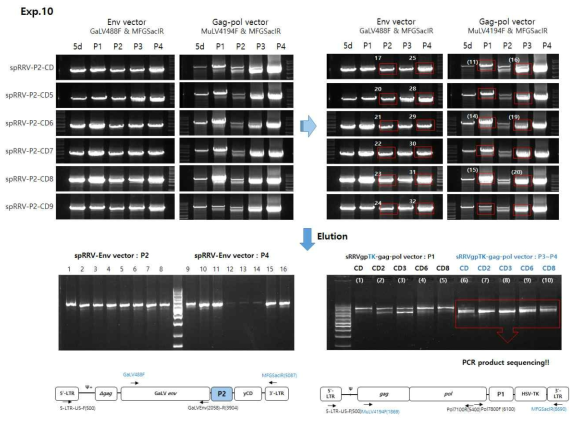 spRRV-P2-CDs/sRRVgp-P1-TK 재조합 변이 확인