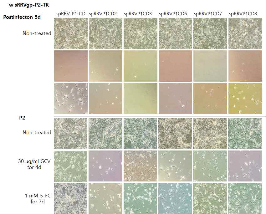 spRRV-P1-CDs/sRRVgp-P2-TK 약물감수성 확인