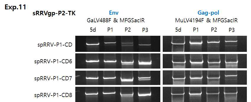 spRRV-P1-CDs/sRRVgp-P2-TK 재조합 변이