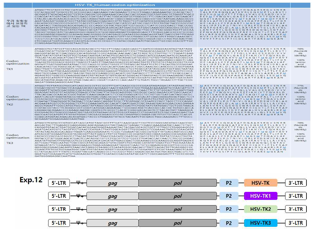 Human codon optimized TK 합성 및 RRV 벡터 구축