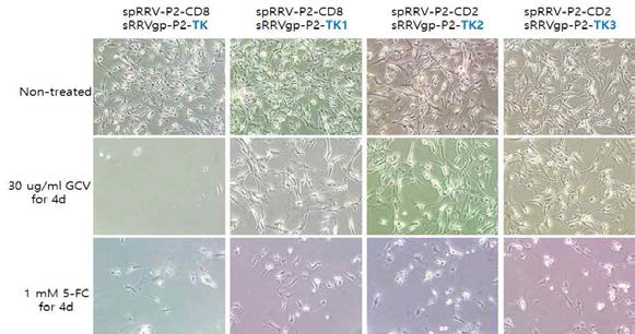 spRRV-P2-CD8/sRRVgp-P2-TKs의 약물감수성 확인