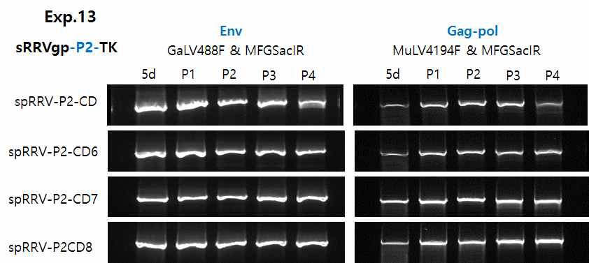 spRRV-P2-CDs/sRRVgp-P2-TKs의 재조합 변이 확인
