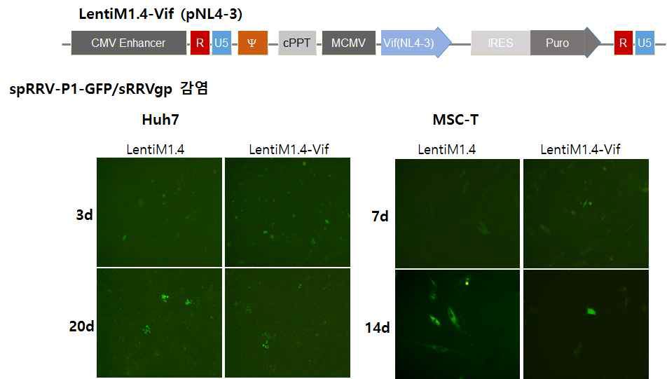 Vif 렌티벡터 및 발현 세포주 구축. RRV 바이러스 감염 후 퍼짐