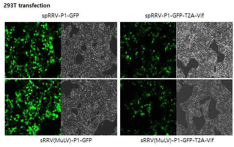 Vif 발현 RRV 벡터의 세포 내 발현 확인