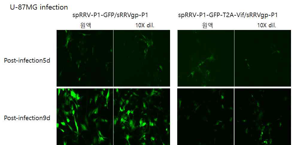 Vif 발현 RRV 벡터 감염 후 바이러스 퍼짐 확인