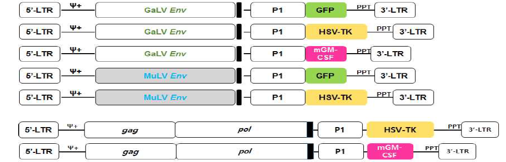 mGM-CSF와 HSV-TK 발현 RRV 벡터 맵