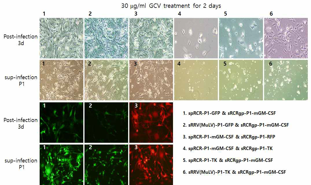 mGM-CSF RRV 바이러스의 감염능 확인