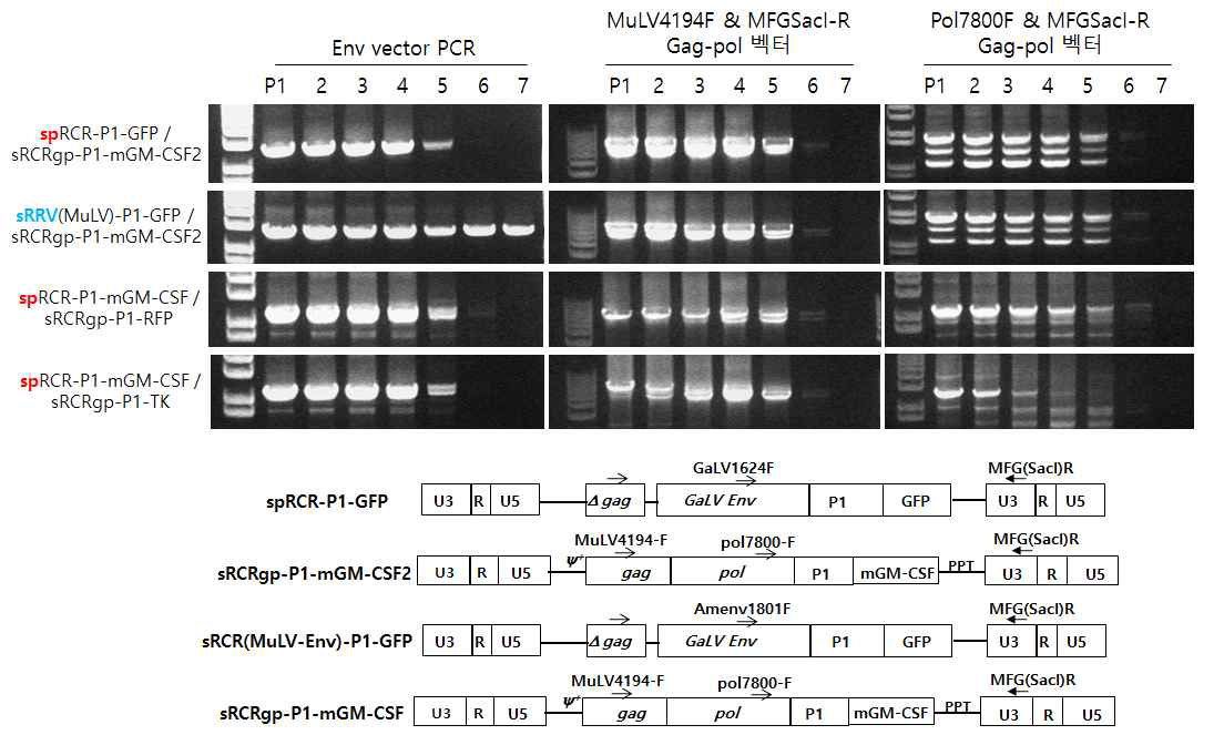 mGM-CSF RRV 재조합 변이 확인