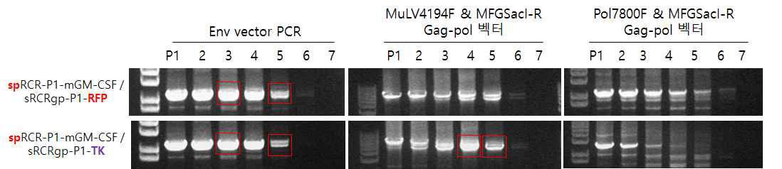 PCR product 분리 후 DNA sequencing