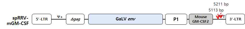 p3/p5에서 spRRV-P1-mGM-CSF의 재조합 위치
