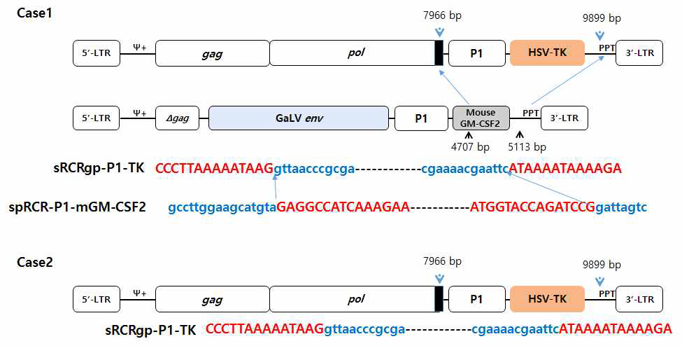 p3/p5에서 spRRV-P1-mGM-CSF의 재조합 위치