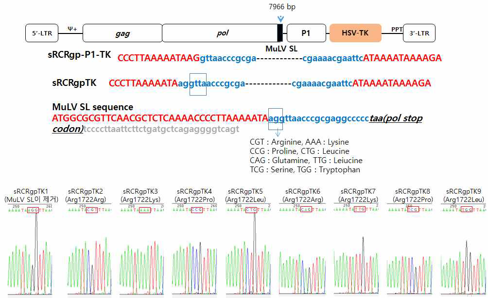 sRRVgp-P1-TK의 MuLV SL mutation
