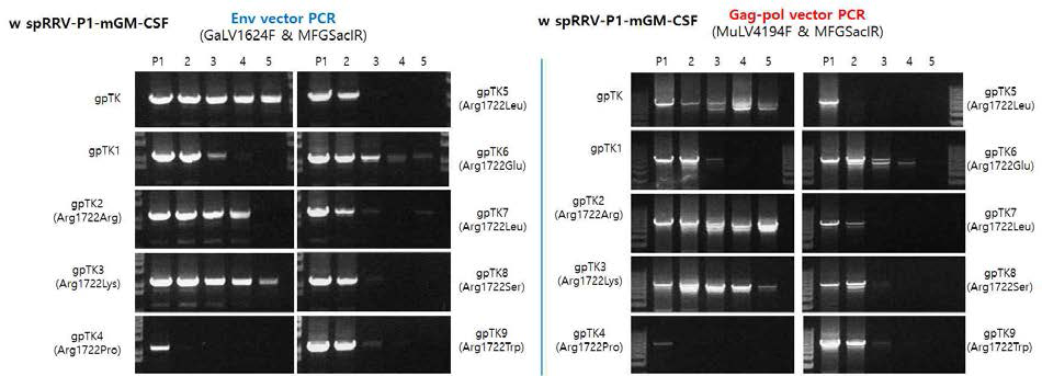 spRRV-P1-mGM-CSF/sRRVgp-P1-TKs의 재조합변이 확인