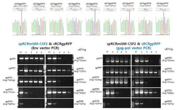 spRRV-P1-mGM-CSF/sRRVgp-P1-RFPs 제작 및 재조합변이 확인