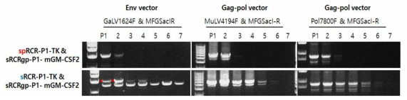 spRRV-P1-TK(or sRRV)/sRRVgp-P1-mGM-CSF재조합변이 확인