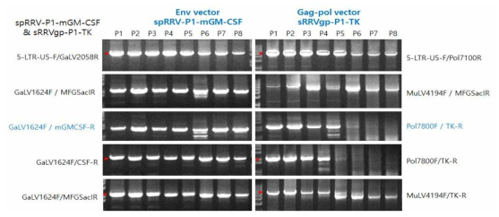 spRRV-P1-mGM-CSF/sRRVgp-P1-TK의 지노믹 디엔에이 PCR 분석