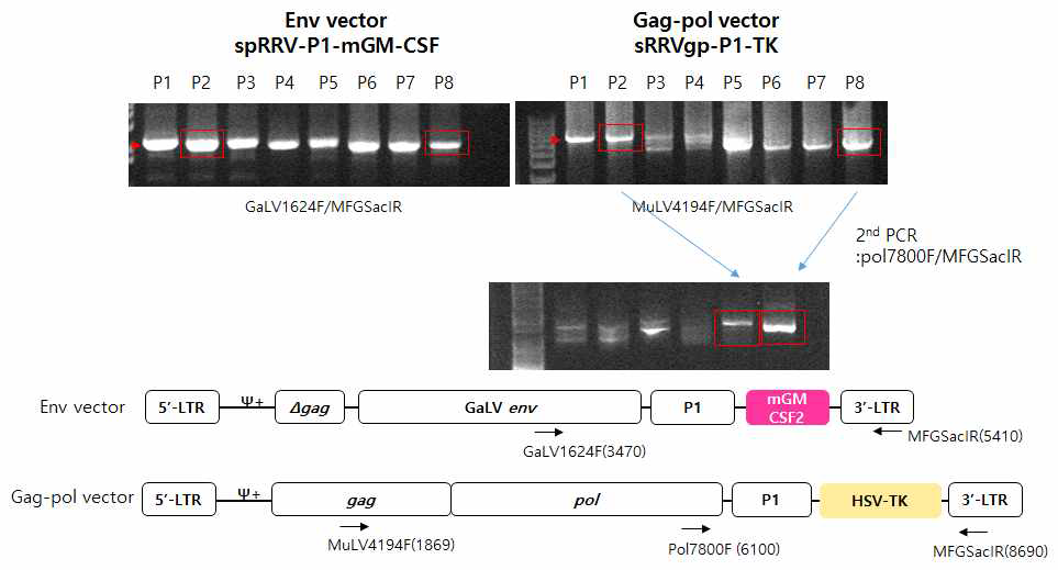 spRRV-P1-mGM-CSF/sRRVgp-P1-TK의 3‘ Region PCR 분석