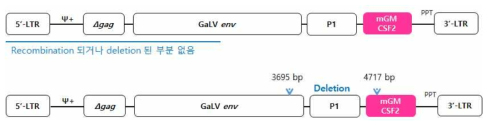 p2/p8에서 spRRV-P1-mGM-CSF의 3‘ Region sequencing 분석