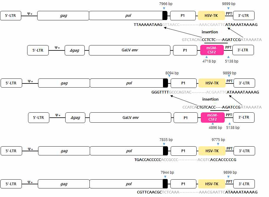 p2/p8에서 sRRVgp-P1-TK의 3‘ Region sequencing 분석