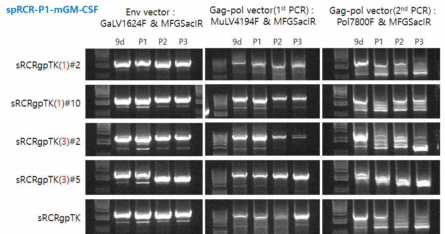 Modified sRRVgp-P1-TK의 재조합 변이 확인