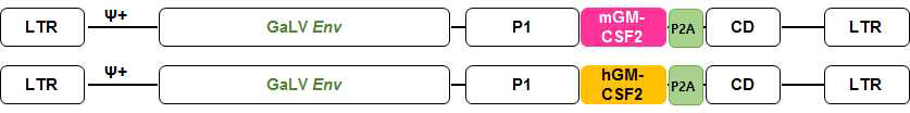 spRRV-mGM-CSF-P2A-CD/spRRV-hGM-CSF-P2A-CD 벡터 구축