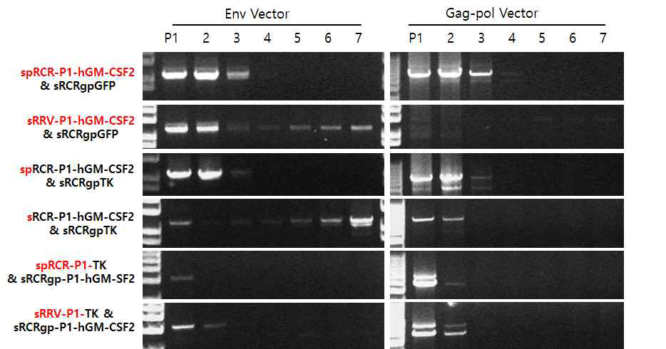 hGM-CSF를 탑재하는 RRV 벡터의 재조합 변이 확인