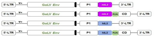 mIL2/hIL2 RRV 벡터 구축