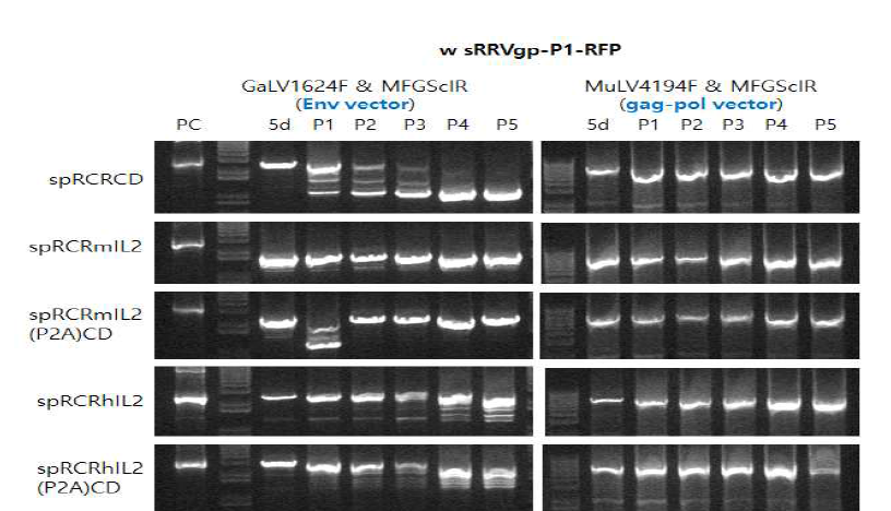 mIL2/hIL2 RRV 벡터 재조합 변이 확인