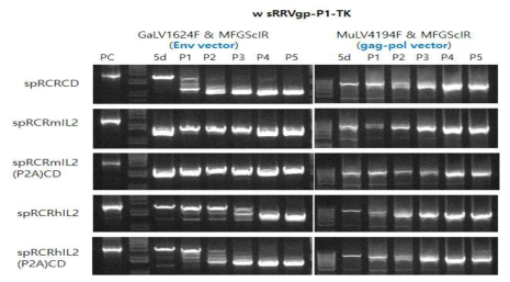 mIL2/hIL2 RRV 벡터 재조합 변이 확인