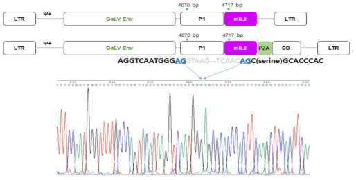 mIL2의 재조합 변이 sequence 분석