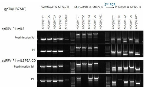 point mutation 한 mIL2 RRV 벡터의 재조합 변이 확인(w sRRVgp-P1-RFP)