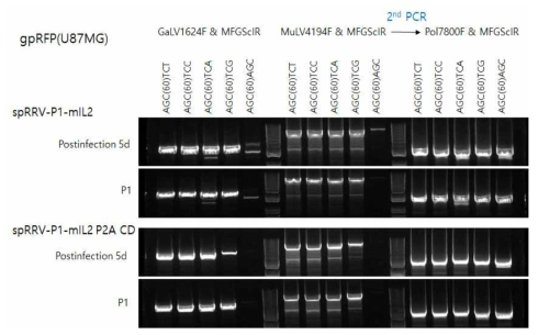 point mutation 한 mIL2 RRV 벡터의 재조합 변이 확인(w sRRVgp-P1-TK)