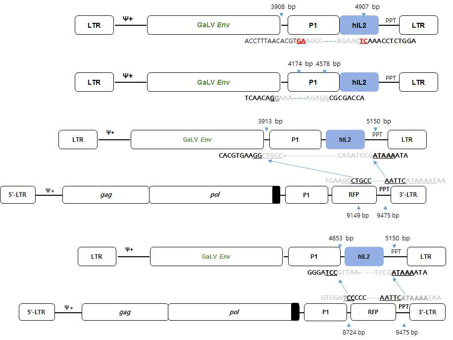 spRRV-P1-hIL2/sRRVgp-P1-RFP: p2/p4 재조합 변이 확인