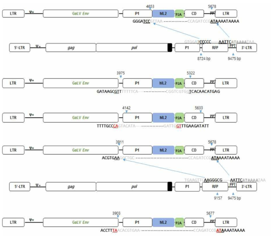 spRRV-P1-hIL2 P2A CD/sRRVgp-P1-RFP: p2/p4 재조합 변이 확인