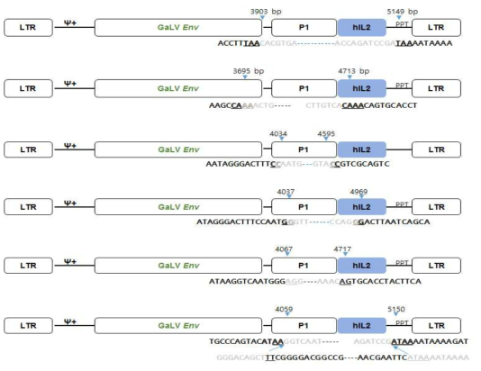 spRRV-P1-hIL2/sRRVgp-P1-TK: p2/p4 재조합 변이 확인